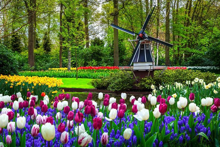 Květinový park Keukenhof - ráj tulipánů i dalších květin